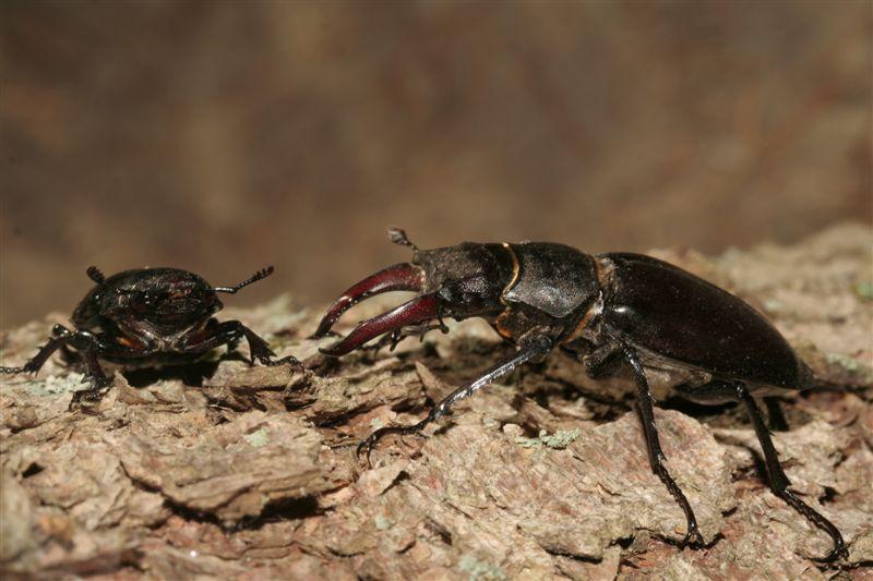 Uova,girini,metamorofosato,ululoni adulti in una sola  pozza